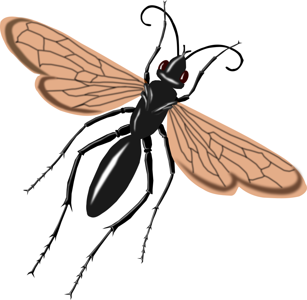 Tarantula Hawk Wasp Clip Art At Clker Com Vector Clip Art Online My Xxx Hot Girl